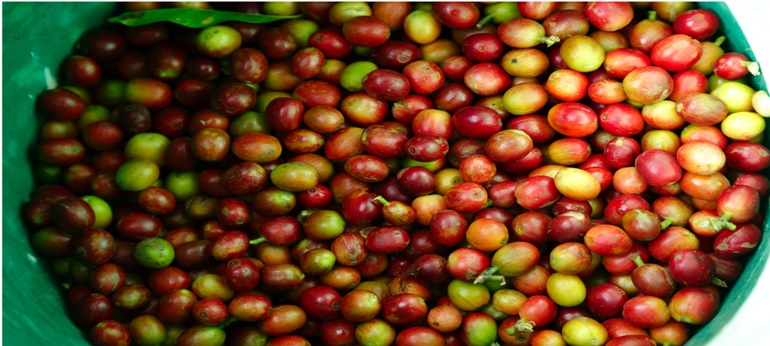 The The essence of traditional coffee brewing